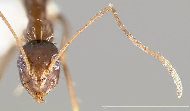 열대긴수염개미(Paratrechina longicornis) 위키미디어 코먼스