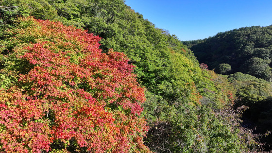 Mount Halla's autumn foliage on Oct. 24. [YONHAP]