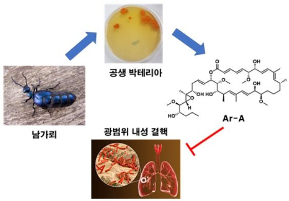 [진주=뉴시스]경상국립대 등 공동연구팀이 남가뢰 공생 박테리아로부터 광범위 내성 결핵을 제어하는 항결핵제 선도물질 Ar-A를 발굴했다. *재판매 및 DB 금지