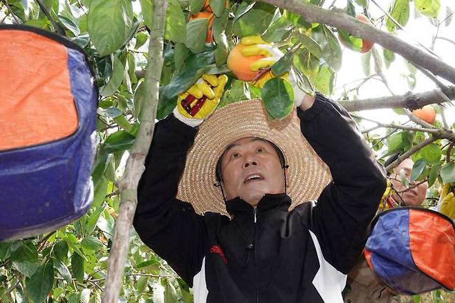 [창녕=뉴시스] 안지율 기자 = 성낙인 경남 창녕군수가 29일 창녕읍 퇴천리의 단감 농가를 방문해 단감 수확 일손돕기를 하고 있다. (사진=창녕군 제공) 2024.10.30. photo@newsis.com  *재판매 및 DB 금지