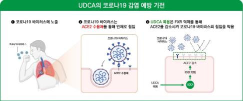 우루소데옥시콜산 코로나19 감염 예방 원리 [대웅제약 제공. 재판매 및 DB 금지]