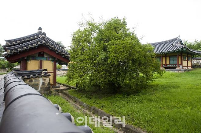 국가지정자연유산 천년기념물로 지정된 ‘부여 석성동헌 탱자나무’. (사진=국가유산청)