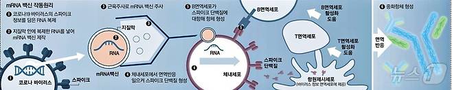 mRNA 백신의 작동원리. (질병청 제공)