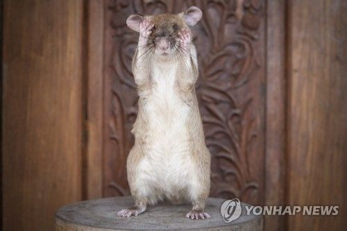 탄자니아의 지뢰 제거 공로를 세운 쥐 '마가와' [이미지출처=EPA 연합뉴스]