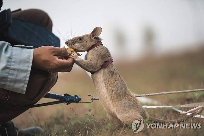 캄보디아에서 지뢰탐지 작업에 투입된 아프리카 거대 주머니쥐. [사진출처 = 연합뉴스]