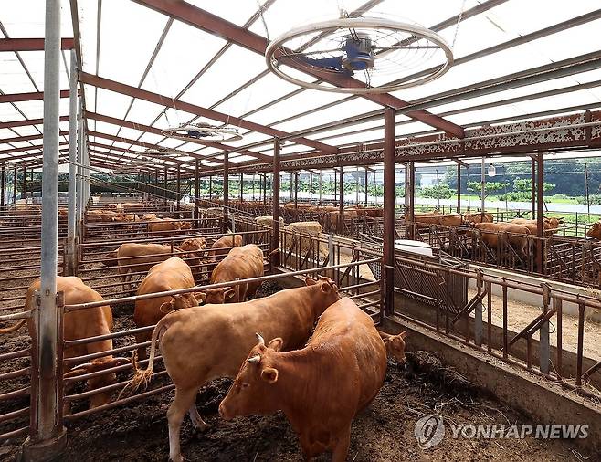 한우 사육 축사 [연합뉴스 자료사진]