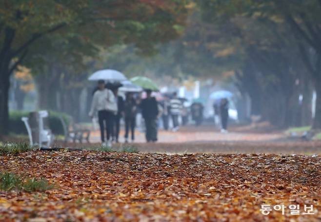 가을비가 내린 1일 대구대학교 경산캠퍼스에 낙엽이 쌓이고 있다. 2024.11.1/뉴스1