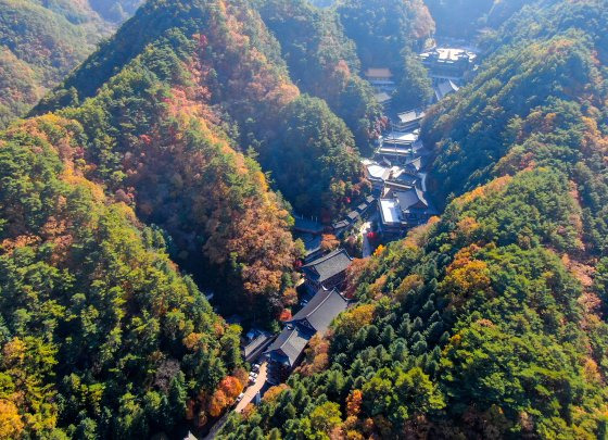 31일 충북 단양군 영춘면 소백산에서 바라본 구인사에 단풍이 울긋불긋 물들어 있다. 뉴스1