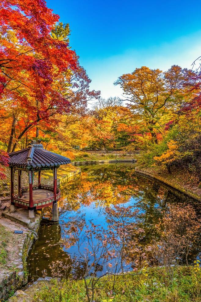창경궁 후원의 단풍