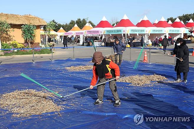 '콩 타작 체험' 파주 장단콩 축제 [연합뉴스 자료사진]