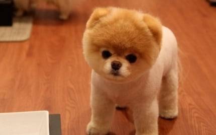 포메라니안. /조선DB