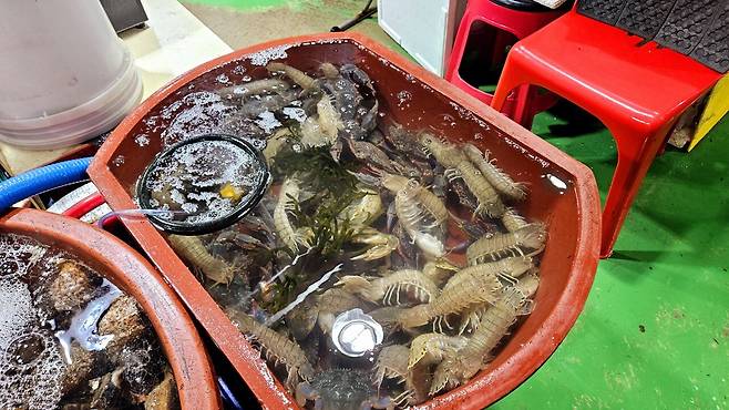 20241102_165521.jpg 캠핑 2일차) 저녁은 소고기와 자연산 대하 그리고 무늬오징어!!!!