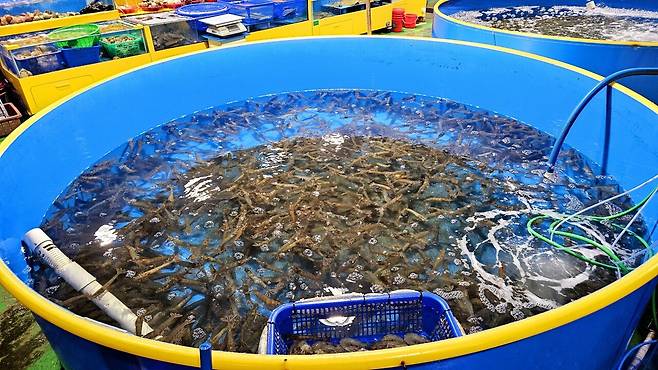 20241102_165537.jpg 캠핑 2일차) 저녁은 소고기와 자연산 대하 그리고 무늬오징어!!!!