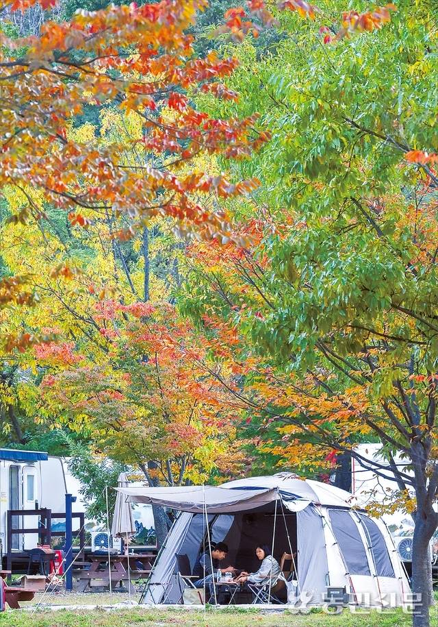 선선한 가을바람과 함께 캠핑하기 좋은 계절이 왔다. 강원 속초 설악동야영장을 찾은 캠퍼들이 알록달록하게 물든 자연 속에서 여유를 즐기고 있다. 속초=이종수 기자 leejongsoo@nongmin.com