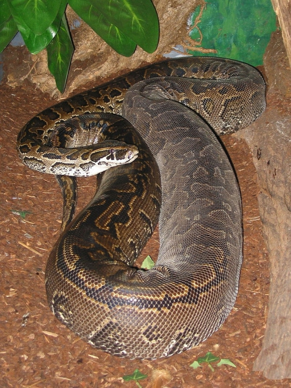 아프리카비단뱀 / 사진=Tigerpythonderivative work: Materialscientist, CC BY-SA 3.0, via Wikimedia Commons