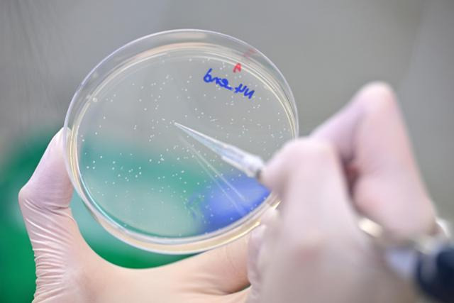 지난 4월 12일 서울대 SPC 농생명과학 및 기초과학연구동 실험실에서 기초과학연구원(IBS) RNA 연구단들이 실험을 하고 있다. 한국일보 자료사진