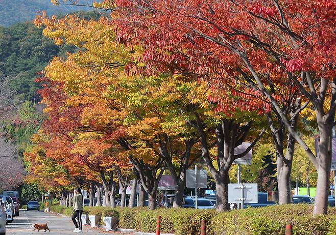 4일 부산 금정구 스포원파크 금정체육공원에서 시민들이 단풍으로 물들어가는 가로수 아래로 산책하고 있다. 연합뉴스