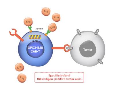 고형암 CAR-T 신약 후보물질로 유틸렉스가 개발 중인 EU307의 약물작용기전(MOA) (자료=유틸렉스)