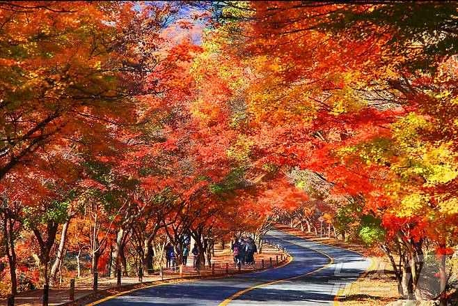 전북자치도 정읍시 내장산 가을단풍 모습(정읍시 제공)/뉴스1