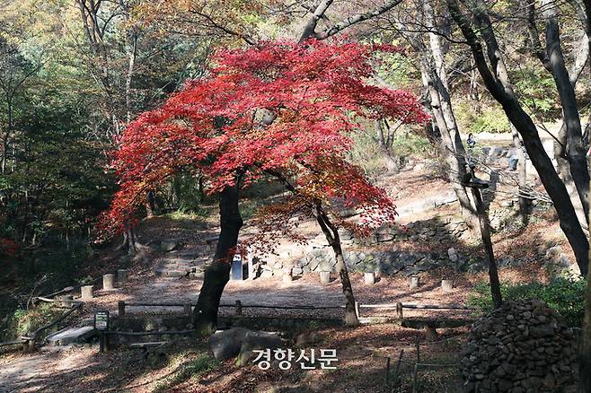 5일 서울 종로구 백사실 계곡 양지바른 곳에 자리한 단풍나무에 곱게 단풍이 물들어 있다. 정지윤 선임기자