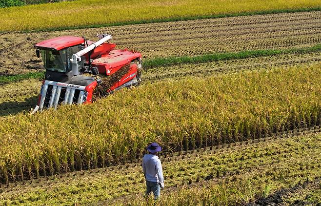 Farmers harvest rice in Boseong-gun, South Jeolla Province, Oct. 8, in a photo unrelated to the story. (Yonhap)