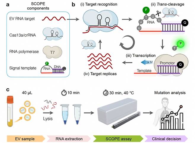 세포 외 소포체 내 돌연변이 유전자를 검출하는 CRISPR 기술 기반 진단 ‘SCOPE’ 개발 모식도. 한국생명공학연구원