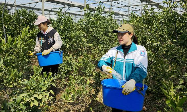 제주 서귀포시에 있는 한 감귤 과수원에서 비료 살포 작업을 하는 계절근로자들의 모습. 기사 내용과는 무관함. [연합]