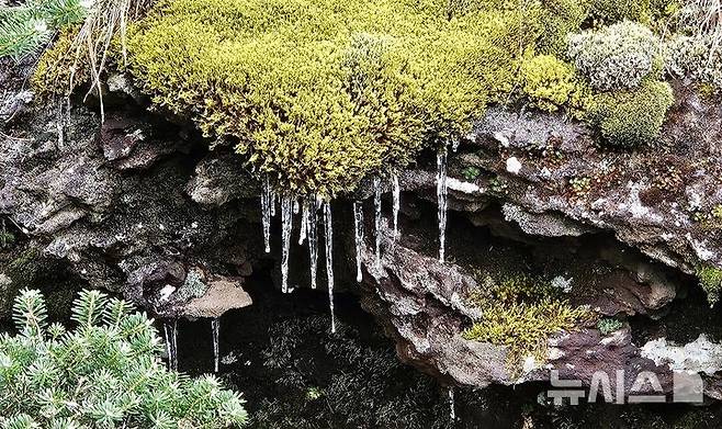 [제주=뉴시스] 5일 오전 한라산 백록담 정상 부근 해발 1900m에서 첫 얼음이 관측됐다. 이끼가 낀 암반에서는 고드름이 달리기도 했다. (사진=독자 제공) 2024.11.05. photo@newsis.com