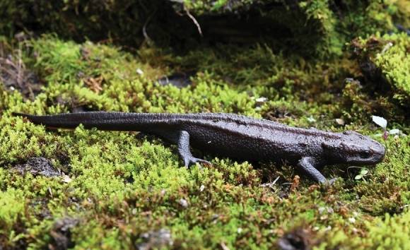가오왕제 크로커다일 뉴트 / 사진=헤르페토조아 엑스