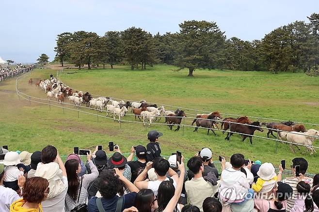 한라산 초원 질주하는 제주마 [연합뉴스 자료 사진]