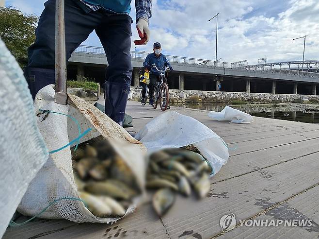 광주 하천서 물고기 집단 폐사 (광주=연합뉴스) = 29일 오전 광주 북구 임동 서방천 일원에서 붕어 등 물고기 500여 마리가 집단 폐사해 북구청 직원들이 수거 작업을 벌이고 있다. 2024.10.29 [광주 북구 제공. 재판매 및 DB 금지]
in@yna.co.kr