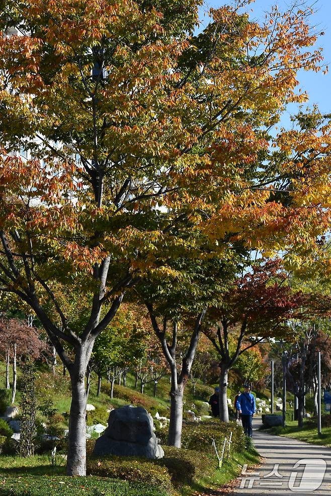 지난 4일 오전 경북 포항시 남구 대잠동 철길숲에서 시민들이 울긋불긋 물든 가로수 아래를 걷고 있다. 2024.11.4/뉴스1 ⓒ News1 최창호 기자