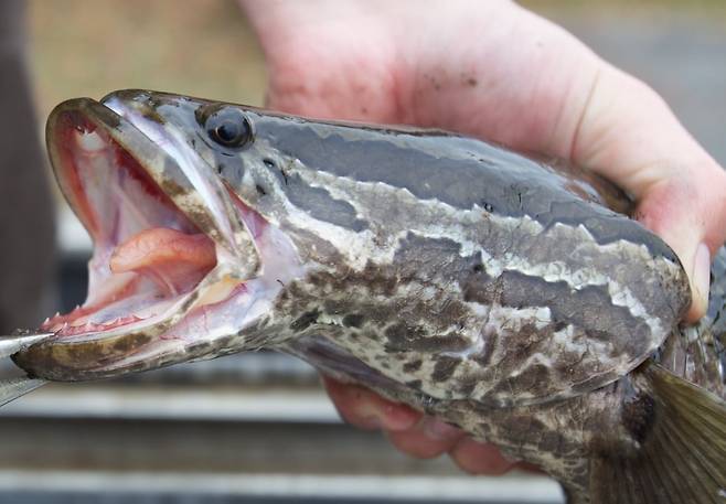 미국의 호수에서 붙잡힌 가물치./USFWS Fishery Facebook