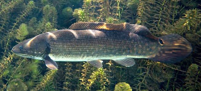 가물치와 비슷하게 생겨 포획 수난을 겪고 있는 미국 토종 물고기 아미아./United States Fish and Wildlife Service