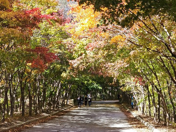 단풍터널을 이룬 필례온천 구간.