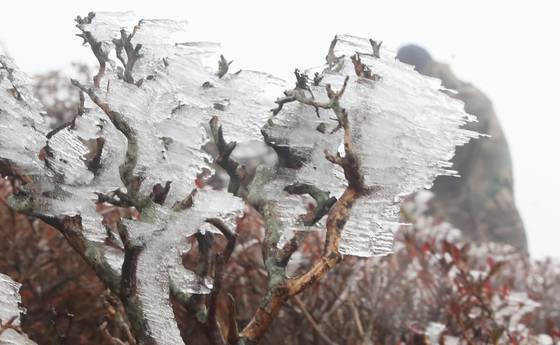 The first frost on Jeju Island this autumn is seen on Mount Halla on Wednesday. [NEWS1]