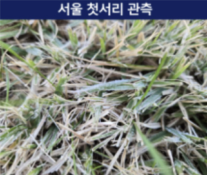 6일 관측된 서울 지역 첫 서리. /사진제공=기상청