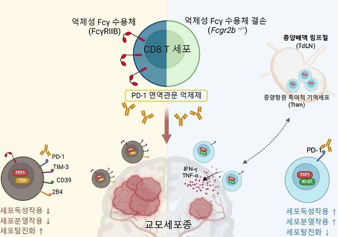 억제성 Fc 감마 수용체(FcγRIIB) 결손에 따른 항 PD-1 치료제 효과가 교모세포종 뇌종양 면역반응 향상에 대한 개괄적 연구개요.[KAIST 제공]