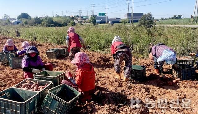 24일 수확작업이 한창인 전남 해남군 산이면의 한 고구마밭. 이곳에서 가장 가까운 화장실은 걸어서 20분가량 걸리는 곳에 있다.