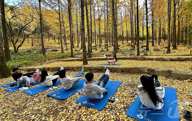 비밀의 은행나무숲을 비롯해 에버랜드 포레스트 캠프에선 요가, 명상 프로그램을 체험할 수 있다ⓒ News1 윤슬빈 기자