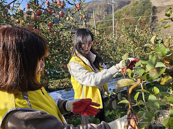 (청주=뉴스1) 이성기 기자 = 충북교육청은 동청주농업협동조합과 청주시 미원면 사과 재배 농가를 찾아 사과 수확 일손을 도왔다.(충북교육청 제공)/뉴스1