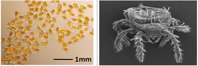 쯔쯔가무시균 매개 주요 털진드기. 왼쪽은 털진드기 유충. 오른쪽은 털진드기 유충 전자현미경 사진.(ⓒ뉴스1, 무단 전재-재배포 금지)