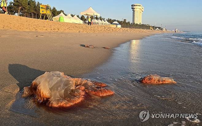 백사장 곳곳에서 발견된 독성 해파리 [연합뉴스 자료사진]