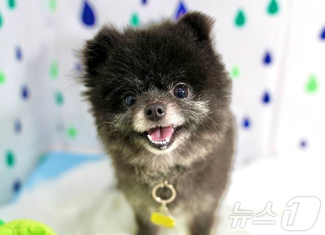 서울동물복지지원센터 마포에서 보호 중인 '민아'