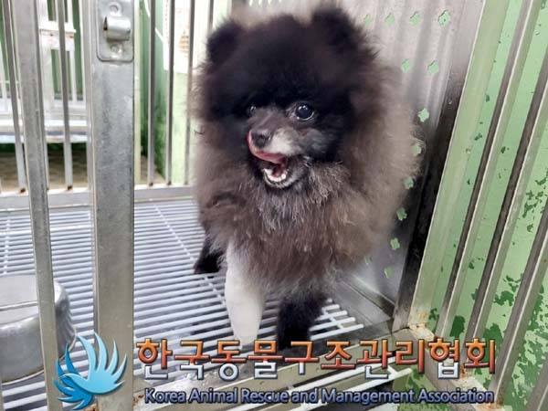 시 보호소에 입소 당시 민아의 모습 (사진 동물보호관리시스템) ⓒ 뉴스1