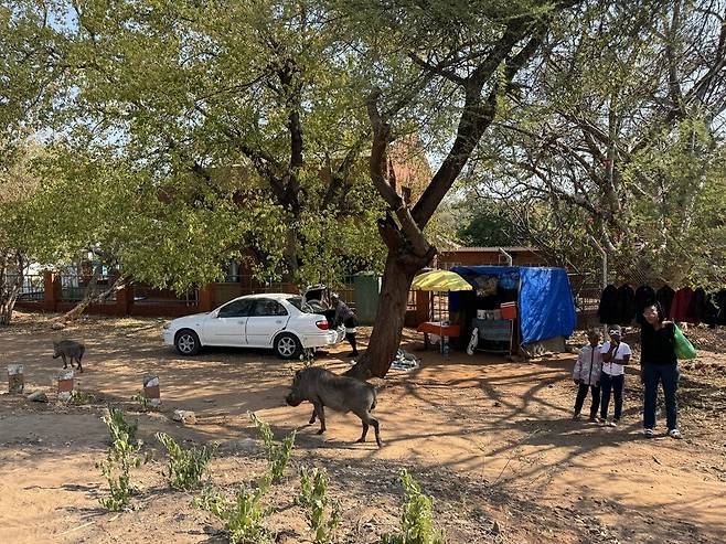 카사네 마을을 돌아다니는 야생 혹멧돼지(워독) 두 마리.