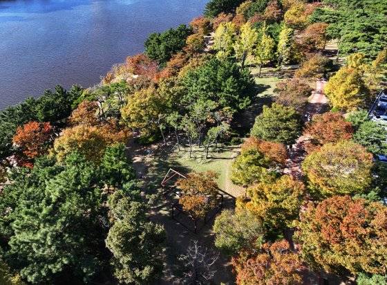 겨울의 시작을 알린다는 절기상 입동을 하루 앞둔 지난 6일 오후 도심 속 단풍 명소로 알려진 부산 해운대구 APEC나루공원에 아직 단풍이 제대로 물들지 않은 모습이다. 연합뉴스