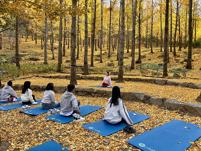 Visitors to the Gingko tree forest in Yongin, Gyeonggi, enjoy yoga in the woods on Nov. 5 [LEE JIAN]