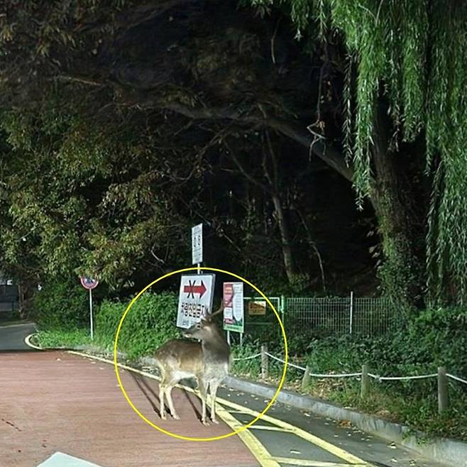 군산시 은파호수공원서 목격된 사슴 [사진 = 군산시닷컴 갈무리]