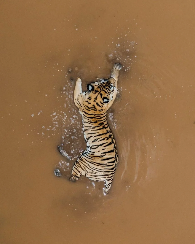 image.png 디스커버리가 올린 호랑이 사진